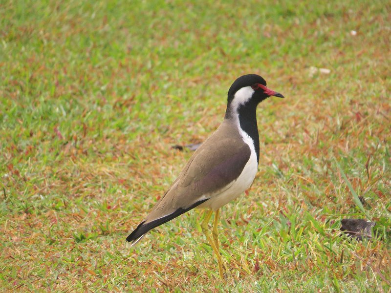 B (72) Red-wattled Lapwing.JPG